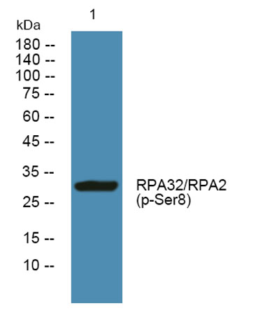 RPA32/RPA2 (phospho-Ser8) rabbit pAb