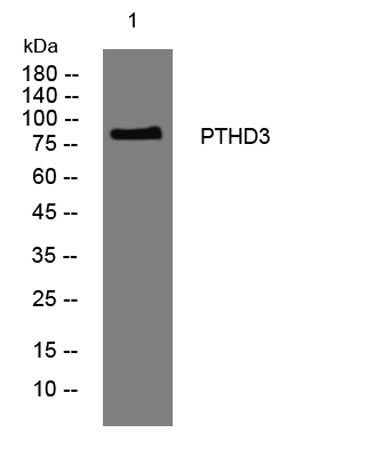 PTHD3 rabbit pAb
