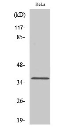 Western Blot analysis of various cells using Olfactory receptor 1D4/1D5 Polyclonal Antibody diluted at 1:2000 Western Blot analysis of various cells using Olfactory receptor 1D4/1D5 Polyclonal Antibody diluted at 1:2000