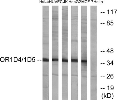 Western blot analysis of lysates from HeLa, HUVEC, Jurkat, HepG2, and MCF-7 cells, using OR1D4/5 Antibody. The lane on the right is blocked with the synthesized peptide. Western blot analysis of lysates from HeLa, HUVEC, Jurkat, HepG2, and MCF-7 cells, using OR1D4/5 Antibody. The lane on the right is blocked with the synthesized peptide.