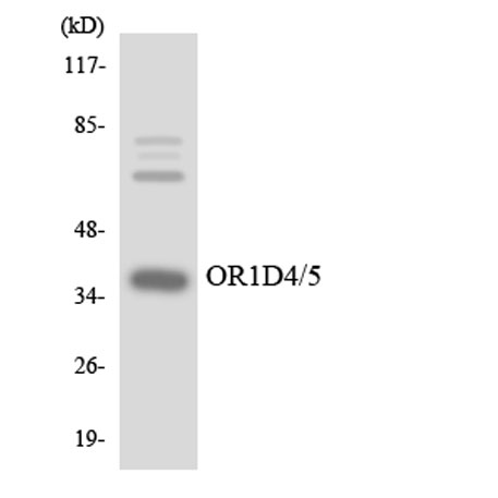 Western blot analysis of the lysates from K562 cells using OR1D4/5 antibody. Western blot analysis of the lysates from K562 cells using OR1D4/5 antibody.